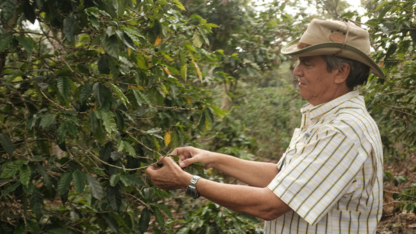 El Salvador El Carmen (Anaerobic Natural)