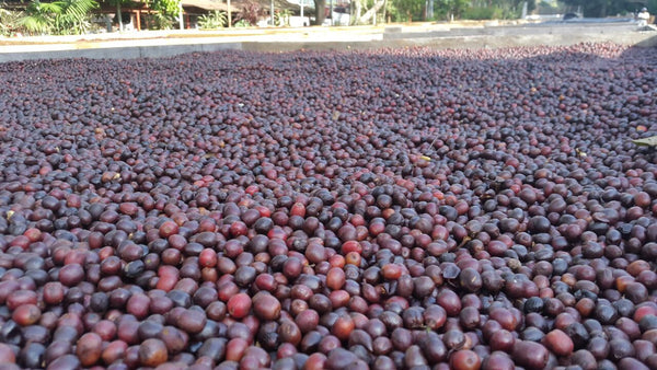 El Salvador El Carmen (Anaerobic Natural)