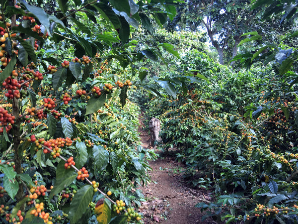 El Salvador El Carmen (Anaerobic Natural)