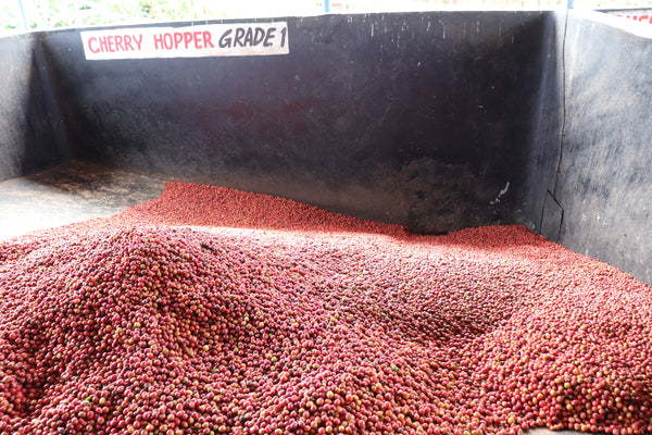 Kenya Thunguri