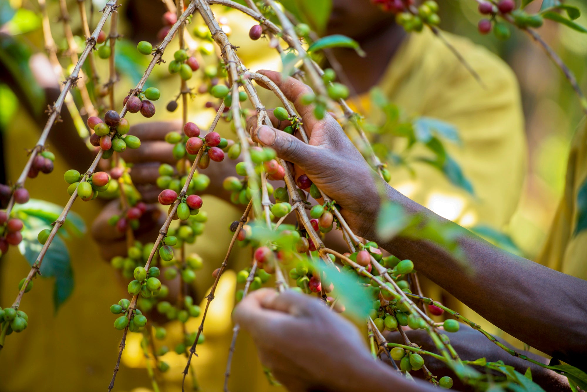 Koffeinfri Rwanda/Papua New Guinea