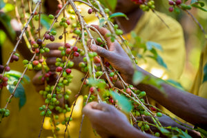 Koffeinfri Rwanda/Papua New Guinea
