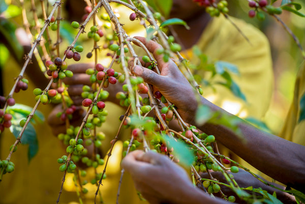Koffeinfri Rwanda/Papua New Guinea