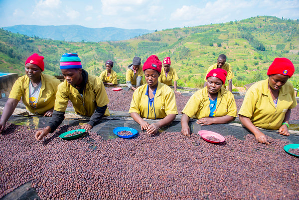 Koffeinfri Rwanda/Papua New Guinea