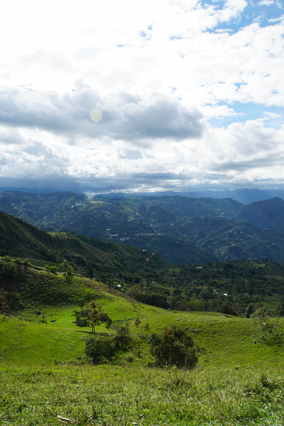 Colombia Inza Cauca Belén Økologisk